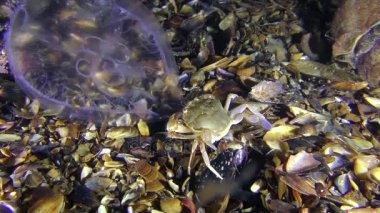 Yengeç pençesi uzak denizanası yüzüyor.