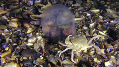 Yüzme Yengeç yakaladı ve bir denizanası yiyor.