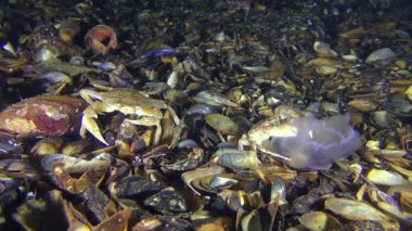 İki yüzme yengeç ve denizanası.