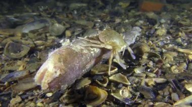 Yüzme Yengeç dibinde buldum ve ölü balık yiyor.