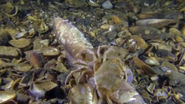 İki Yengeç yiyor ölü balık, orta shot.