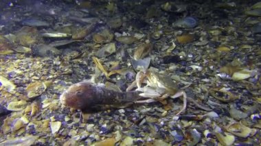 Yüzme Yengeç dibinde buldum ve ölü balık yiyin.