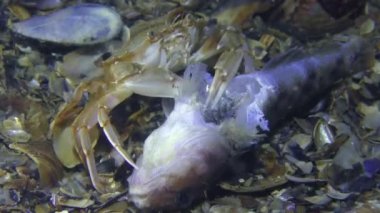 Yüzme Yengeç yiyor ölü balık, orta shot.