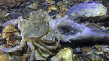 Yüzme Yengeç ölü balık, yakın çekim yiyor.