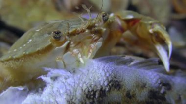 Yüzme Yengeç ölü balık, aşırı yakın çekim yiyor.