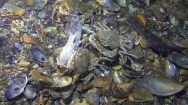 Birçok Yüzme yengeçler için ölü balık mücadele.
