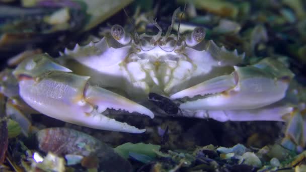 Crabe mange une coquille de moules, gros plan .