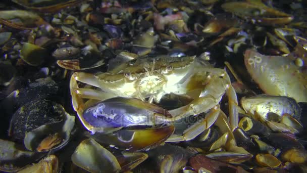 Crab takes meat from the shell of the mussel. — Stock Video