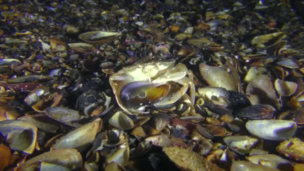 Krabba försöker få köttet från skalet av en mussla. — Stockvideo
