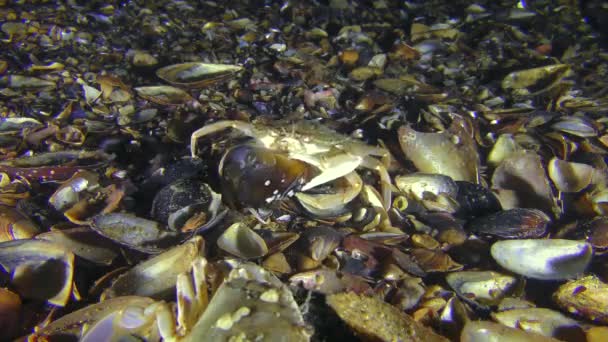 Krabba äter ett skal av en mussla, en annan skrämde det. — Stockvideo