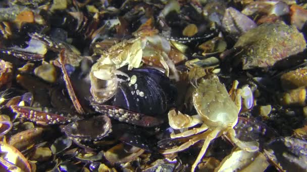 Krabba tar kött från skalet av en mussla. — Stockvideo