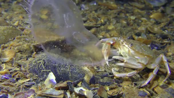 Swimming crab caught and eats a jellyfish. — Stock Video