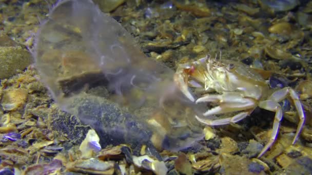 Crab caught and eats a jellyfish. — Stock Video