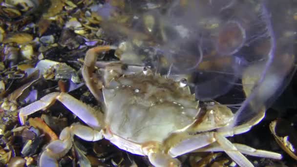 Granchio nuoto catturato e mangia una medusa . — Video Stock