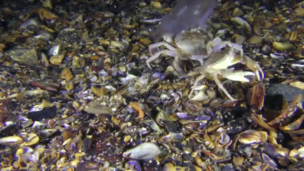 Deux crabes entrent dans la lutte pour les méduses .