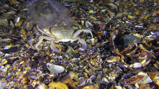 Swimming crab caught and eats a jellyfish. — Stock Video