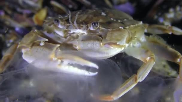 Natation crabe capturé et mange une méduse, gros plan . — Video