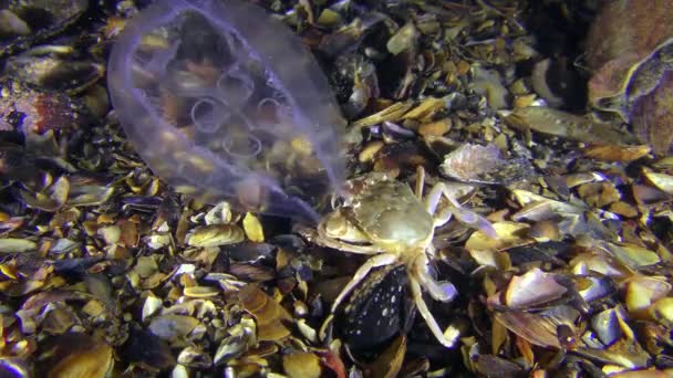 Nager crabe capturé et mange une méduse .