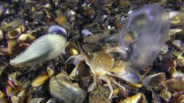 Schwimmkrabbe fängt und frisst Qualle. — Stockvideo