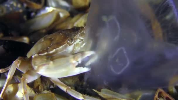 Swimming crab caught and eats a jellyfish, close-up. — Stock Video