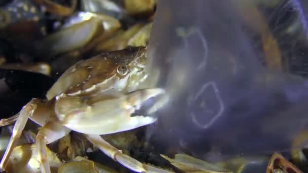 Schwimmkrabbe gefangen und gefressen Quallen, Nahaufnahme. — Stockvideo