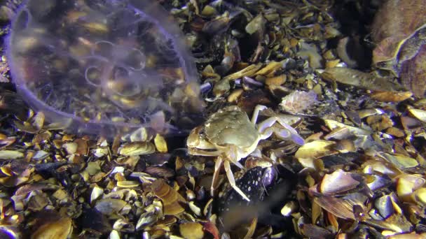 La méduse nage loin des griffes de crabe .