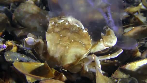 Swimming crab caught and eats a jellyfish, close-up. — Stock Video