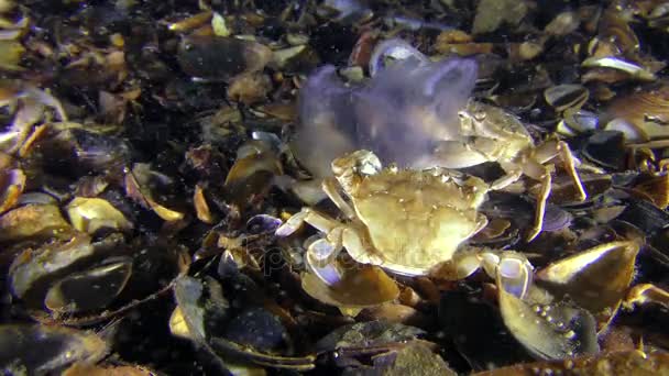 Dos cangrejos comen juntos una medusa, un tercero se une a ellos . — Vídeos de Stock