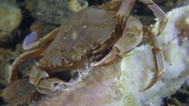 Swimming crab eats dead fish, close-up. — Stock Video
