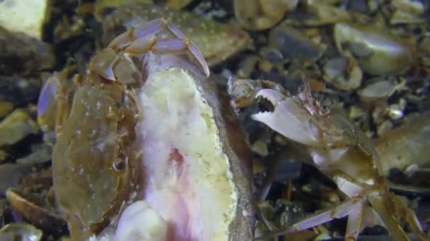 Dois caranguejo nadando comendo peixes mortos, close-up . — Vídeo de Stock