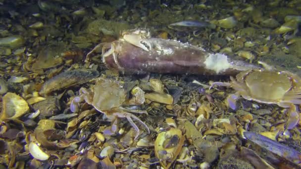 Trois crabes nageurs mangent des poissons morts, plan large .