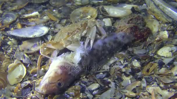 Crab eats dead fish, medium shot. — Stock Video