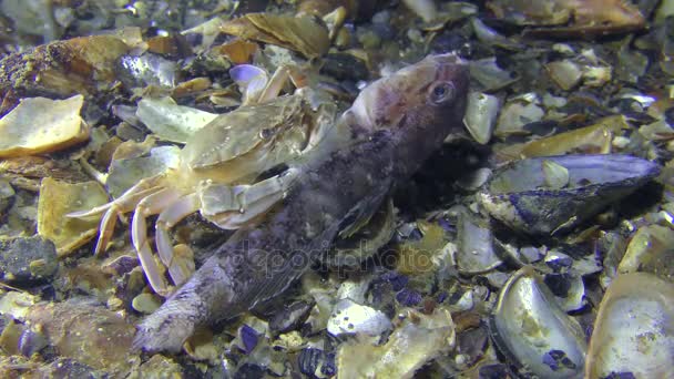 Κολύμπι με Καβούρι τρώει νεκρά ψάρια, μεσαίο πλάνο. — Αρχείο Βίντεο