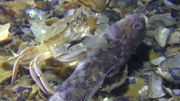 Zwemkrab eet dode vissen, close-up. — Stockvideo