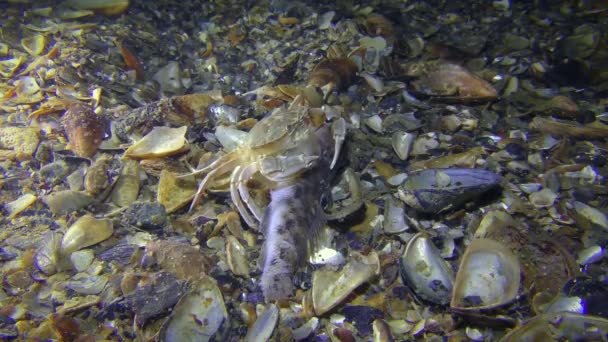 Κολύμπι με Καβούρι τρώει νεκρά ψάρια, μεγάλη βολή. — Αρχείο Βίντεο