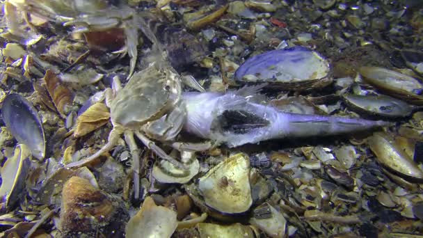 Swimming crab eats dead fish, then comes a second crab. — Stock Video