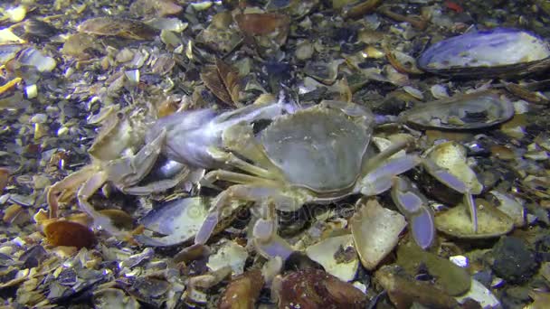 Dos cangrejos nadadores comen peces muertos, tiro medio . — Vídeos de Stock