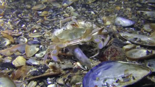 Deux crabes nageurs se battent pour des poissons morts, tir moyen .