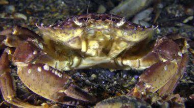 Yengeç kamera önünde oturur sonra yavaş yavaş çerçeve bırakır.