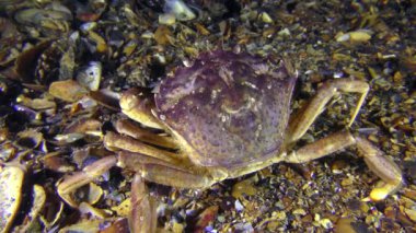 Yeşil yengeç en altında oturur sonra yavaş yavaş çerçeve bırakır.