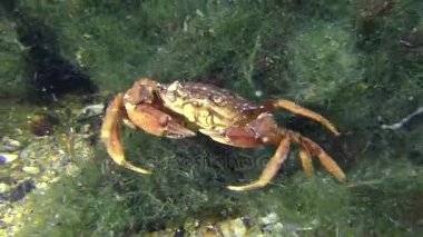 Deniz Yengeç yavaş yavaş deniz yeşil algler sürünür.