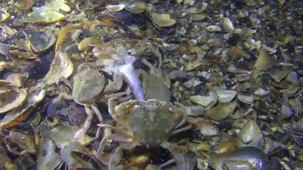 Beaucoup de crabes se battent pour des poissons morts .