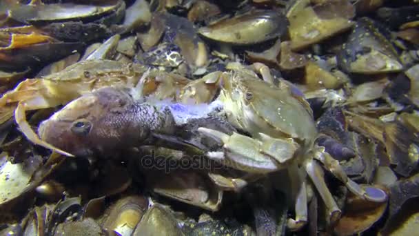 Deux crabes nageurs mangent des poissons morts, tir moyen . — Video