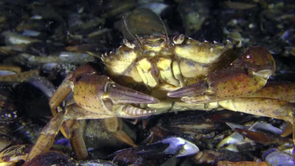 Portrait of crab sitting on the seabed. — Stock Video