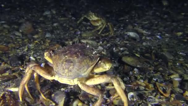 Encuentro de dos cangrejos verdes en el fondo del mar . — Vídeos de Stock