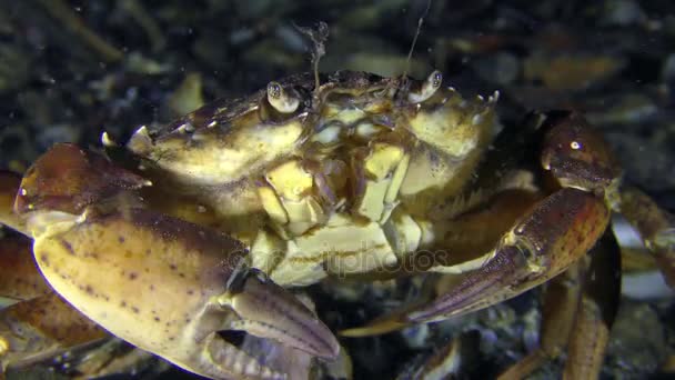 Krab, mrugając okiem (wygląda tak). — Wideo stockowe