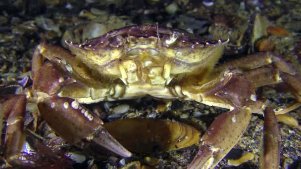 Crabe vert sur le fond marin . — Video