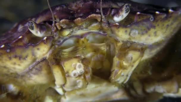 Crabe vert sur le fond marin, gros plan extrême . — Video