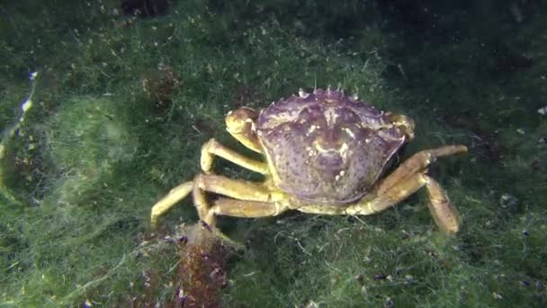 Зелений краб повільно повзе уздовж морських зелених водоростей . — стокове відео