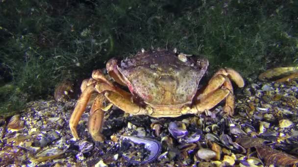 Le crabe vert creuse le fond par les jambes, puis quitte le cadre . — Video